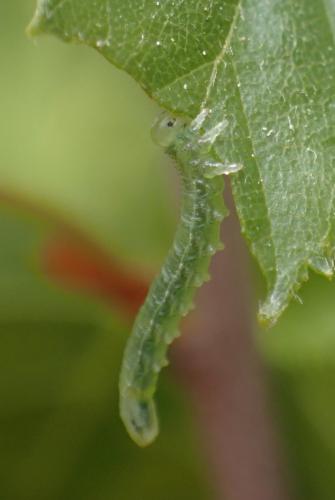 Euura sp.